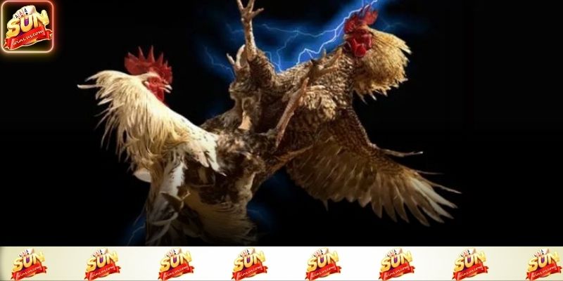 Đá gà sunwin được chuẩn bị và kiểm tra kỹ trước trận đấu