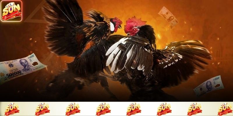 Giới thiệu tổng quan về đá gà sunwin