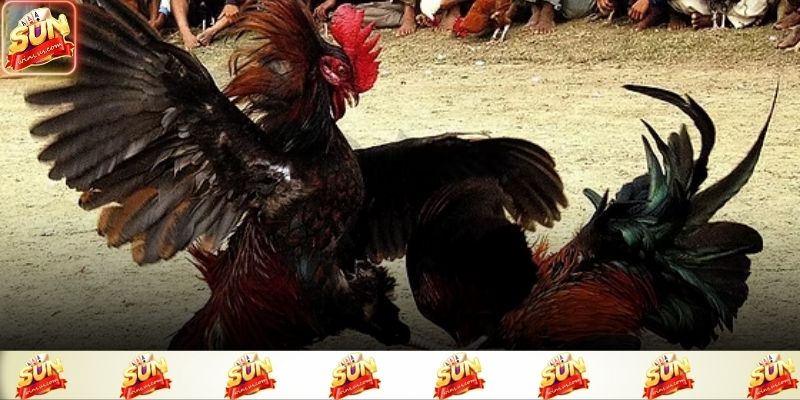 Quan sát phong độ chiến kê từ đầu trận để nắm nhịp đấu