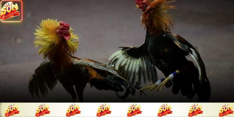 Các chiến kê được tuyển chọn kỹ càng mang đến trận đấu chất lượng 