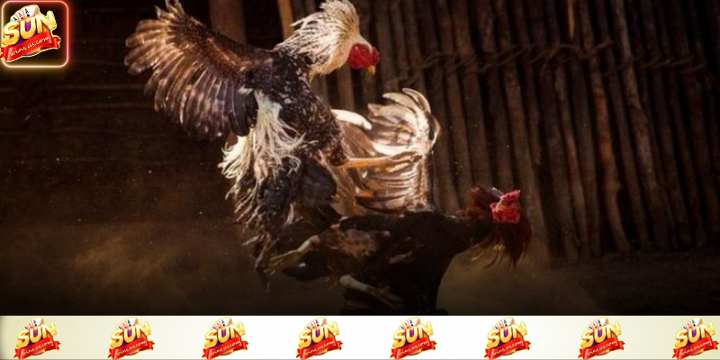Trường gà rõ nét mang đến trải nghiệm chân thật hơn cho người xem