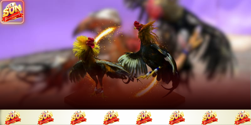 Chiến kê khỏe mạnh và có kỹ năng cao tạo nên trận đấu hấp dẫn