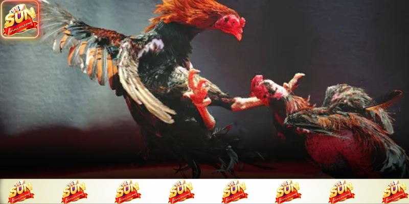 Trạng thái chiến kê là chìa khóa để dự đoán trận đấu chính xác