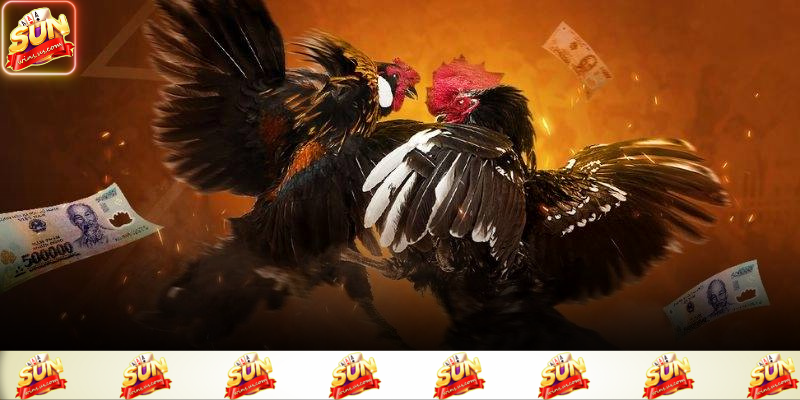 Trường gà và góc quay rõ ràng giúp người xem dễ nắm bắt diễn biến