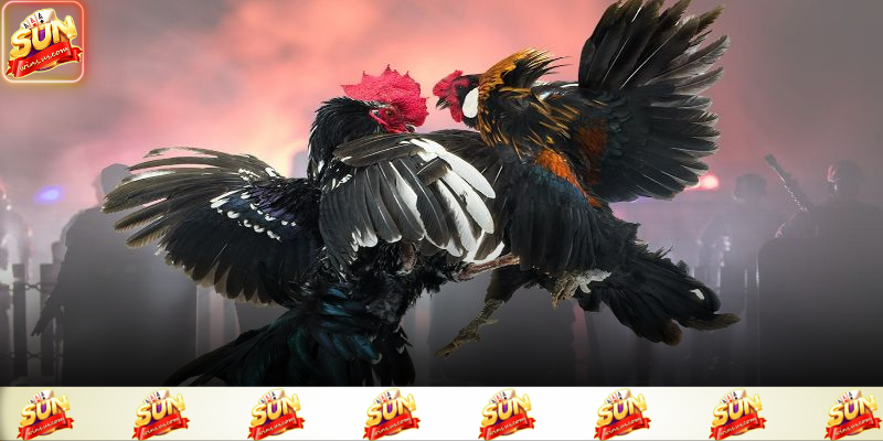 Các chiến kê được tuyển chọn kỹ càng tạo nên trận đấu kịch tính 