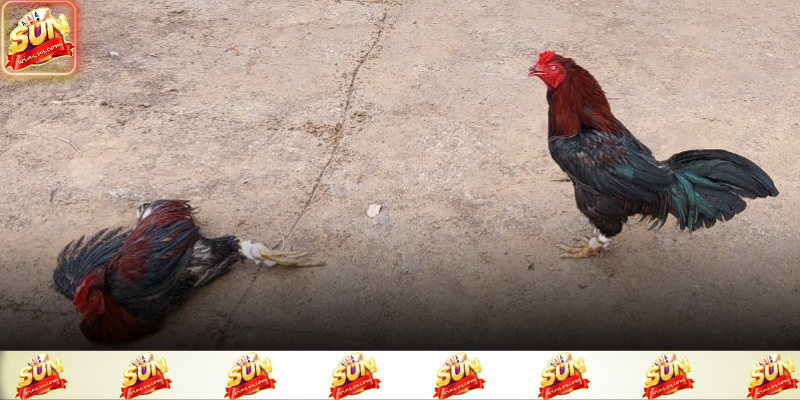 Quan sát thể trạng và phản ứng chiến kê giúp dự đoán tình thế trận đấu chính xác